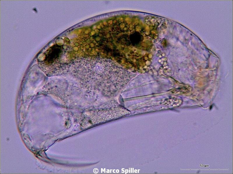 Trichocerca .... porcellus ?